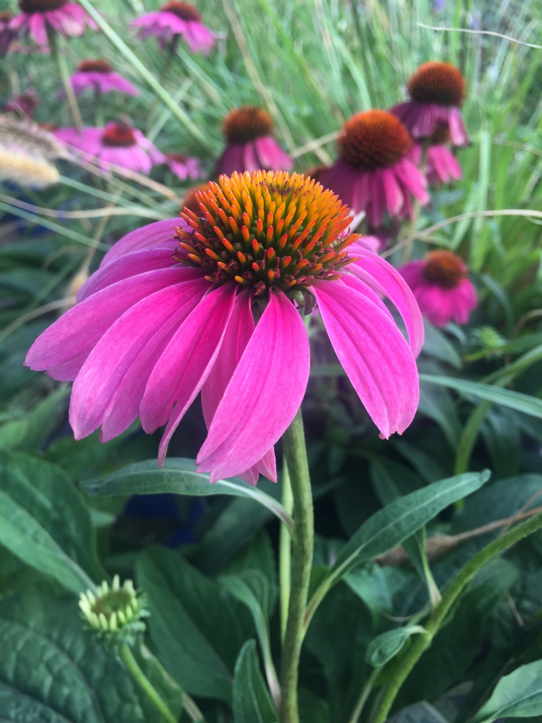 EF723B52-6409-40B5-A0EF-BA2819956054